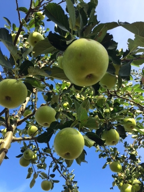 Malus domestica golden elma